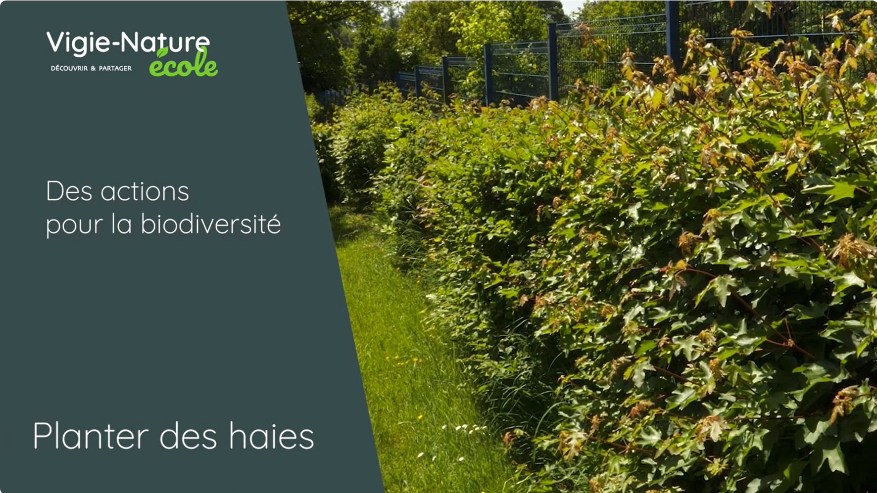 Des actions pour la biodiversité : Planter des haies