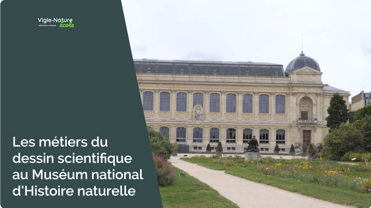 Les métiers du dessin scientifique au MNHN