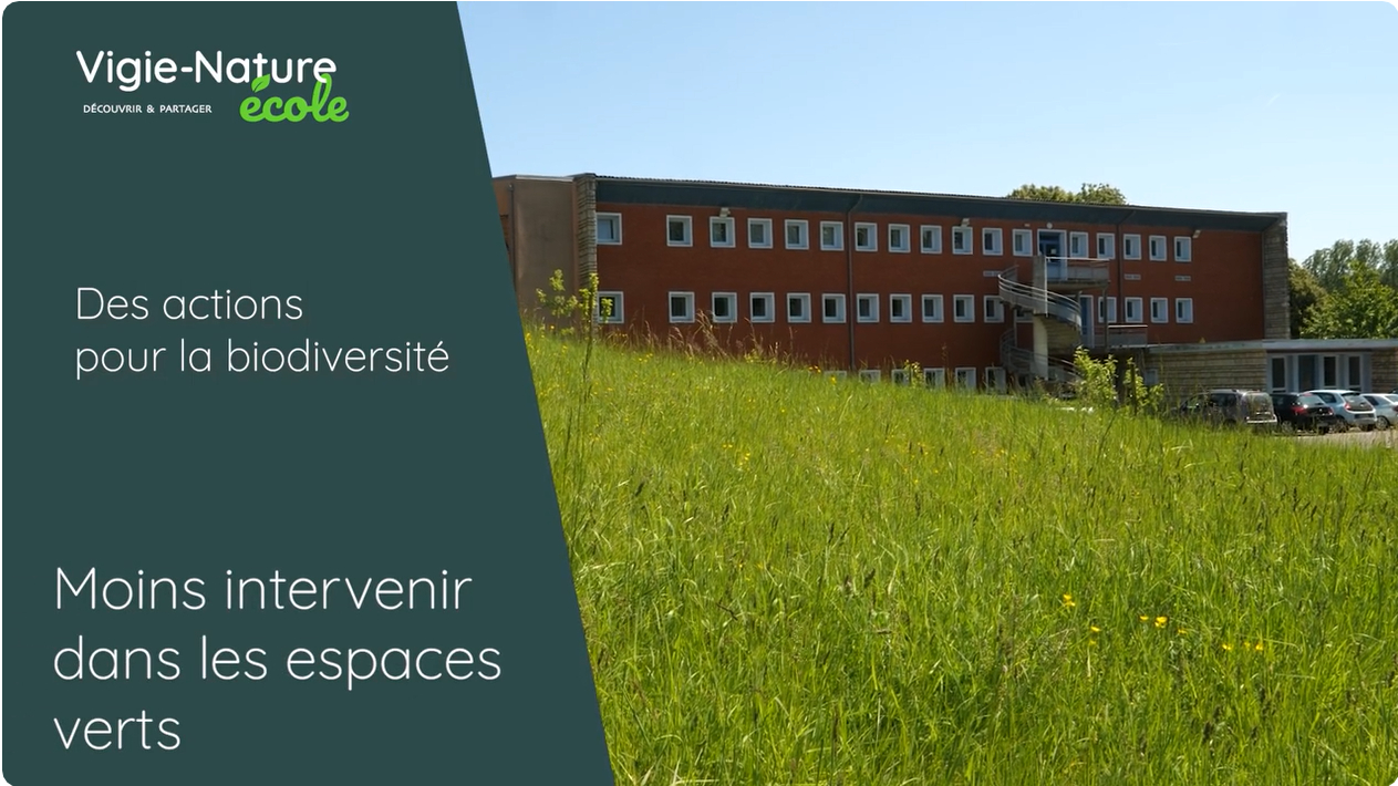 Des actions pour la biodiversité : Moins intervenir dans les espaces verts