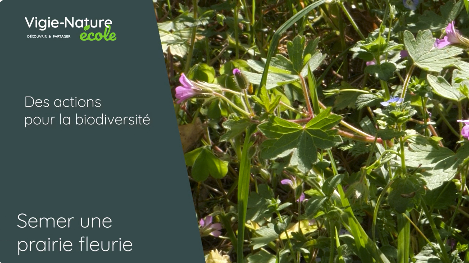 Des actions pour la biodiversité : Semer une prairie fleurie