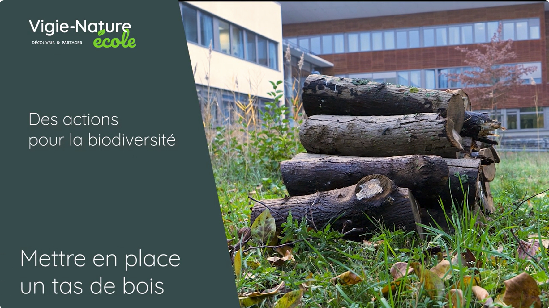 Des actions pour la biodiversité : Mettre en place un tas de bois